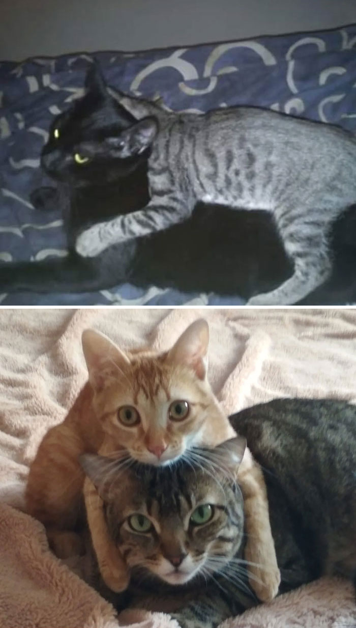 La gata gris estuvo encima de la negra hace unos años y ahora la nueva gatita se venga haciéndole lo mismo a la gris