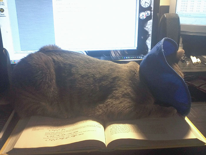 Cat Not Letting Me Do Homework As Payback For Cleaning Her Ears And Putting On A Cone