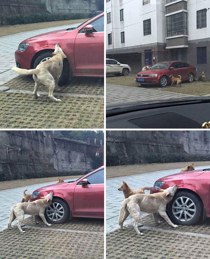 Un hombre patea a un perro callejero y éste se venga al instante