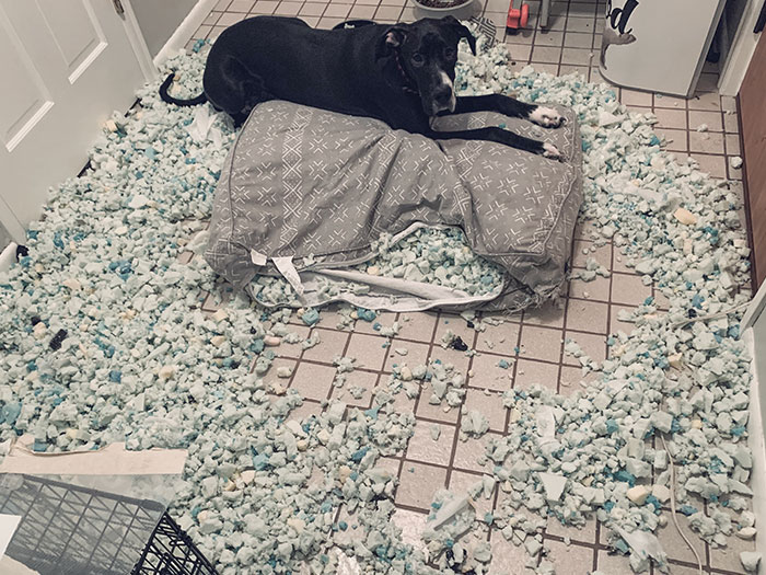 Esto es lo que pasa a las 2 de la mañana si olvidas darle a mi cachorro gran danés los 4 juguetes que mastica antes de dormir