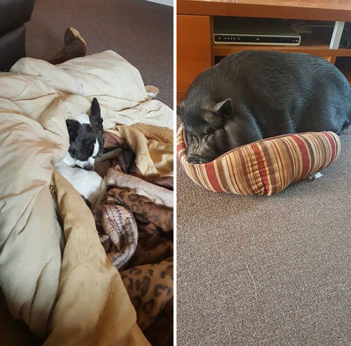 I Fostered This Potbelly Pig A Few Years Ago. My Dog Kept Stealing His Big Bed So Piggy Payback?