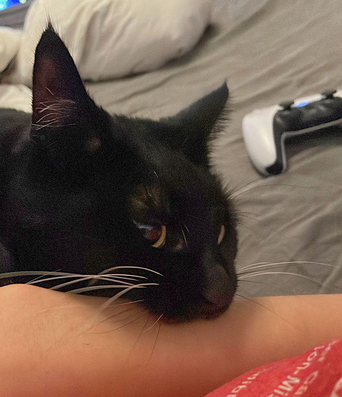 I Was Playing Video Games Instead Of Petting Him. I Deserved To Be Bitten For That