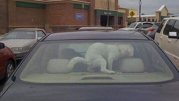 Esto es lo que pasa por dejar al perro en el coche