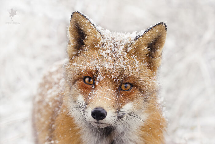 Powder Face Fox