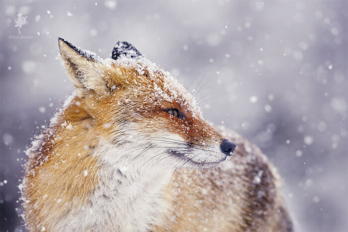 Fox And The Snow