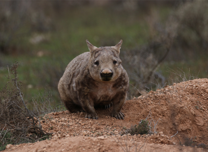 Northern Hairy-Nosed Wombat (Lasiorhinus Krefftii)