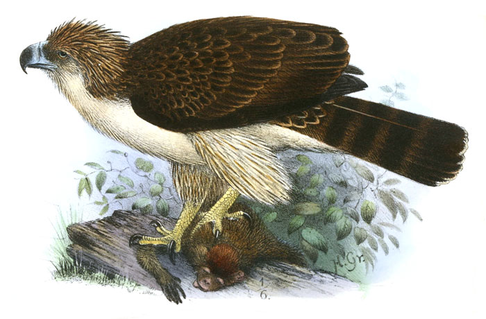 Philippine Eagle (Pithecophaga Jefferyi)