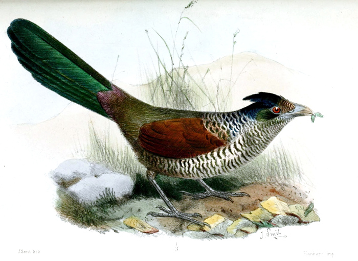 Banded Ground-Cuckoo (Neomorphus Radiolosus)