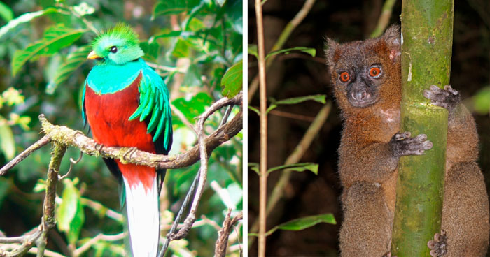 62 Rarest Animals In The World That Are On The Brink Of Extinction