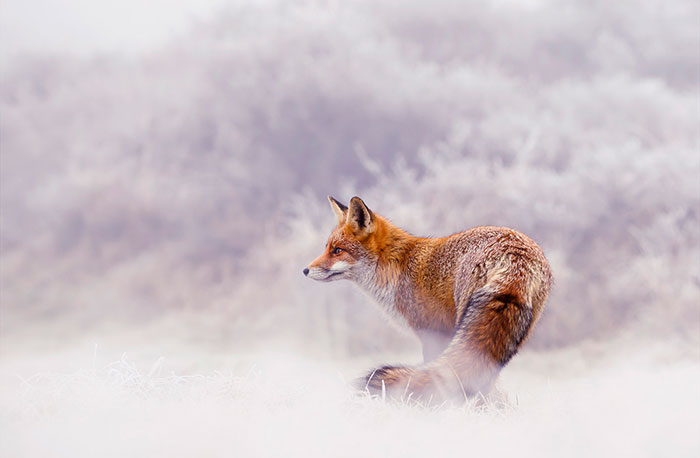 A Little Touch Of Red In My Color Palette: I Took Pictures Of Foxes In The Snow (19 New Pics)