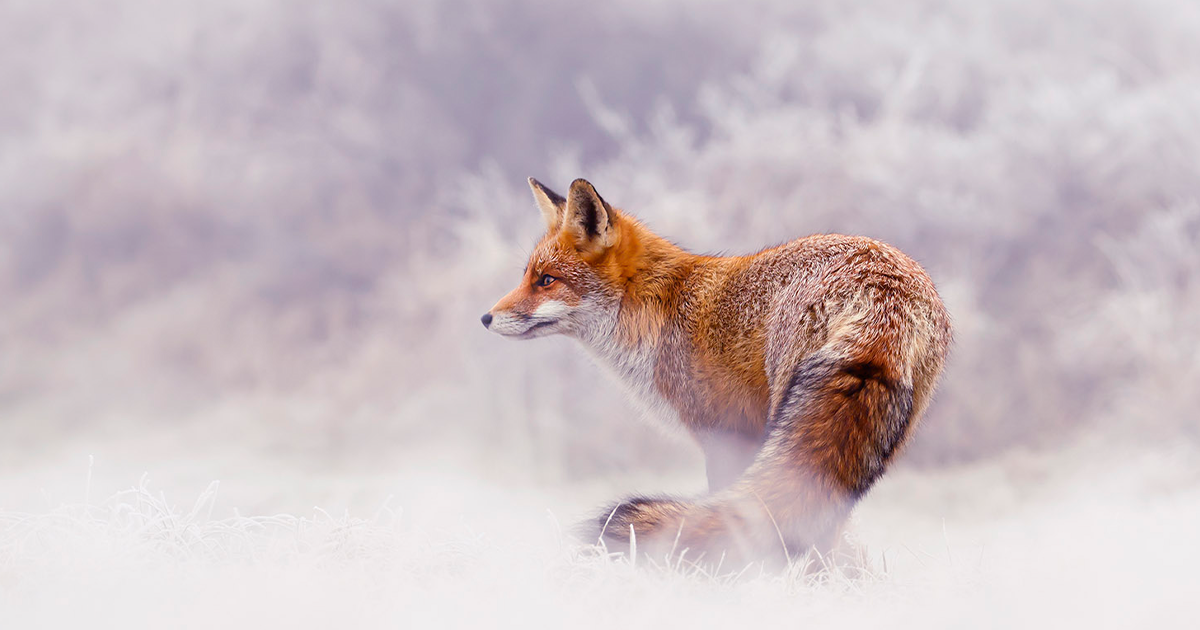 red foxes in the snow photography roeselien raimond fb