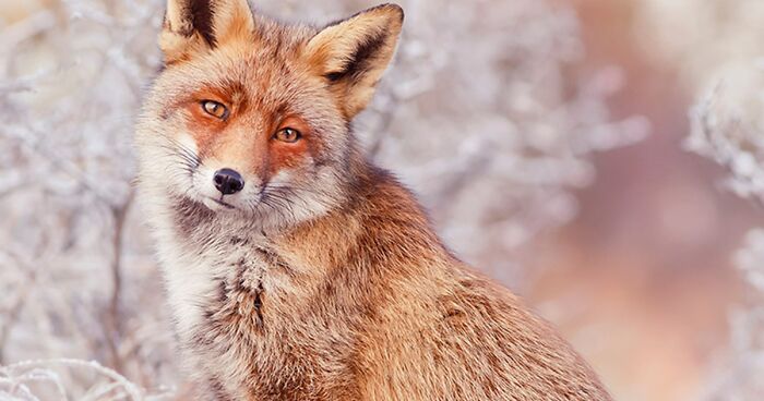 A Little Touch Of Red In My Color Palette: I Took Pictures Of Foxes In ...