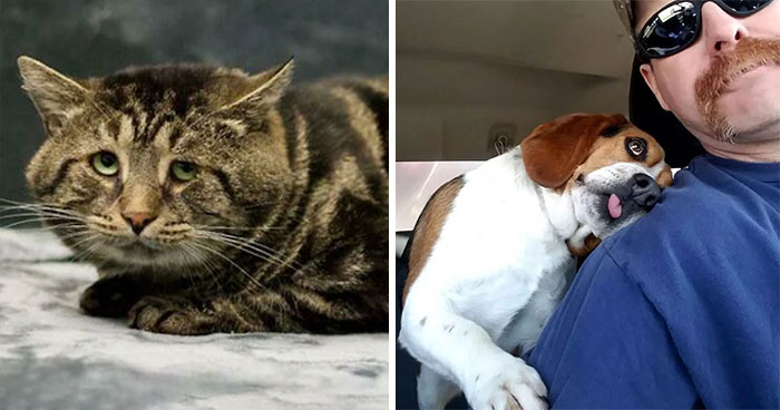 40 Fotos adorables de mascotas rescatadas durante Noviembre que te harán sonreír