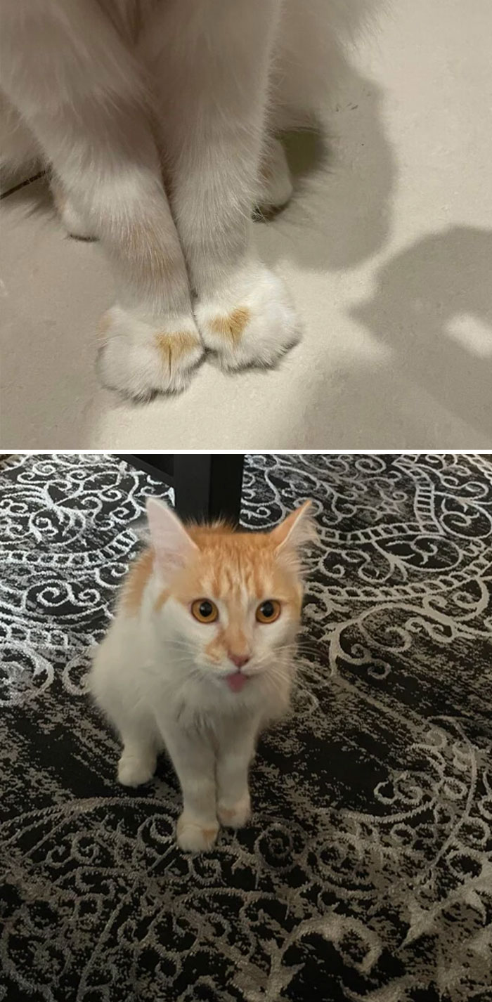 We Adopted A New Cat And She Has A Lil Heart On Her Foot