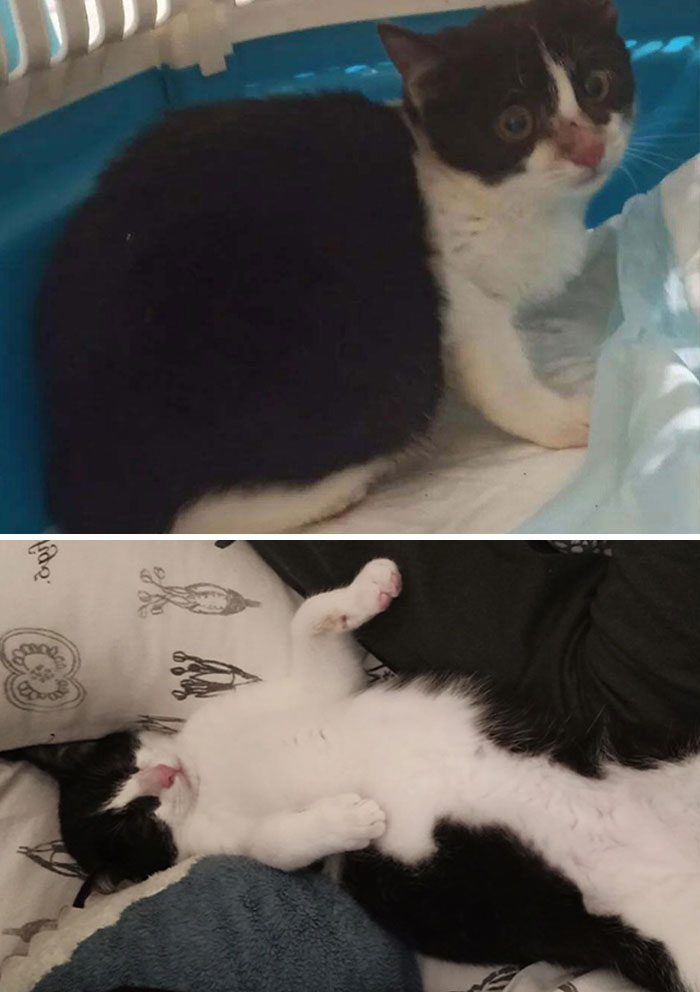 Scared And Hissing Little Cat We Saved From The Pound. He Made So Much Progress In Just A Month