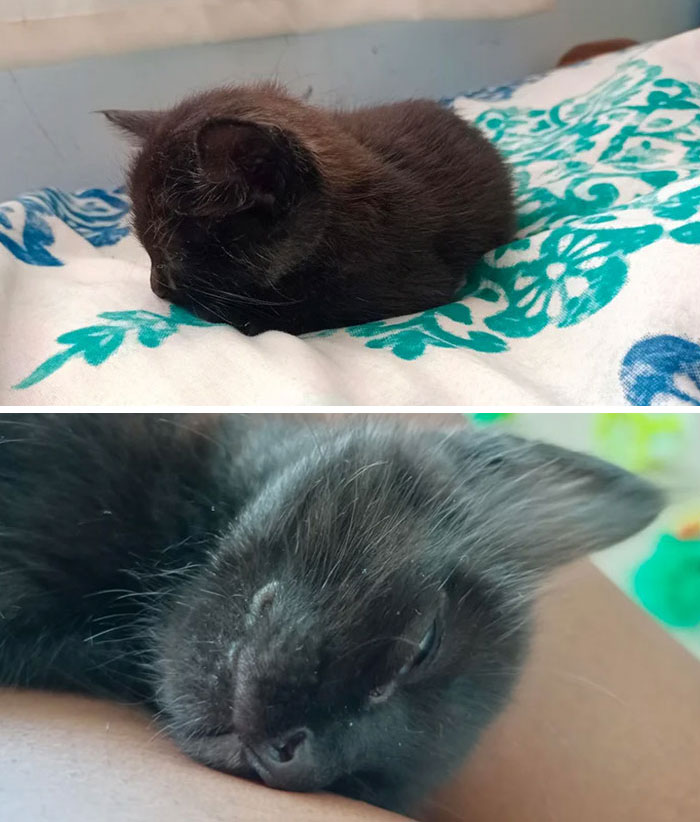 Adopted A Black Kitten, Named Him Ryuk
