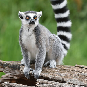 Lemur Empress