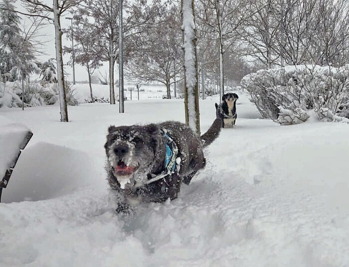Two Pups Being Silly