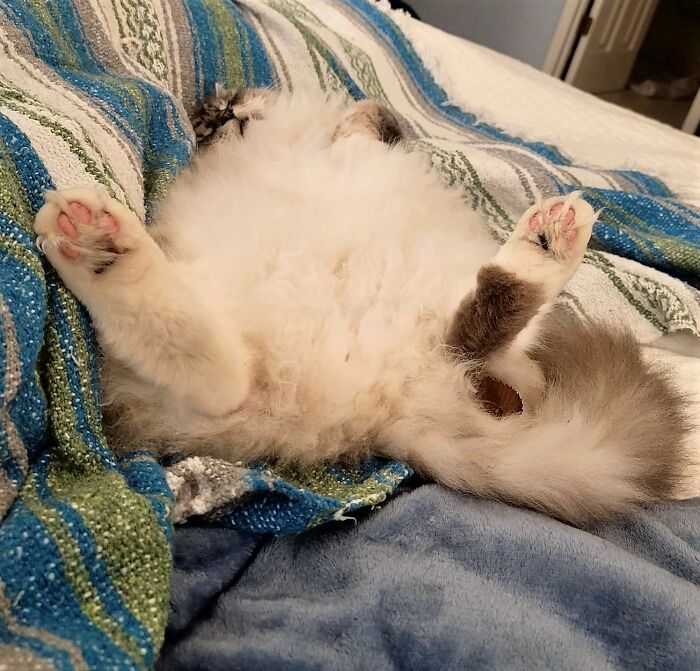 Toe Beans To The Air