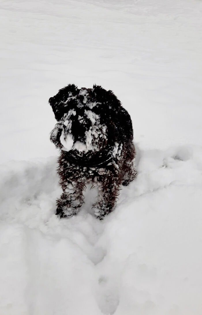 Half Dog Half Snow