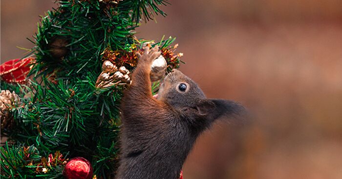 I’ve Spent Six Years Photographing Red Squirrels Interacting With Different Props To Get These Unique Shots (25 Pics)