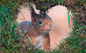 I've Been Photographing Red Squirrels For Six Years To Gather These Once-In-A-Lifetime Images (25 Pics)