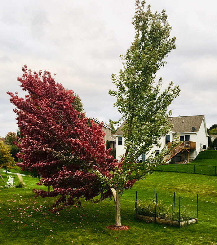 The Tree That’s Changing Colors Along The Split Of Its Storm-Damaged Trunk