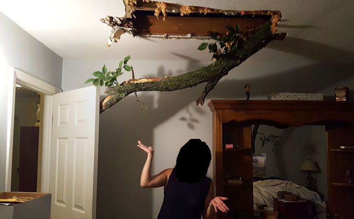 My Neighbor's Tree Smashed Into My Parent's Bedroom During The Bad Weather