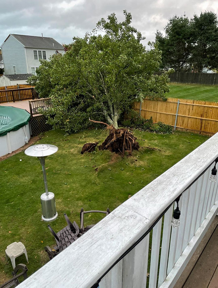 Mi árbol de 20 años fue arrancado de raíz por una tormenta de viento anoche en casa