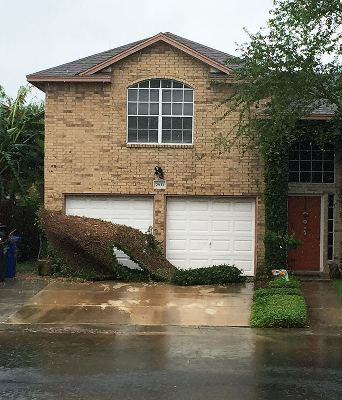 Due To A Storm We Had Here In South Texas, The Vine On My Neighbor's House Peeled Off