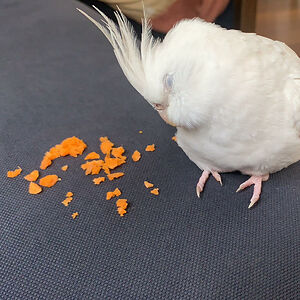 serbiadasimp1992 avatar