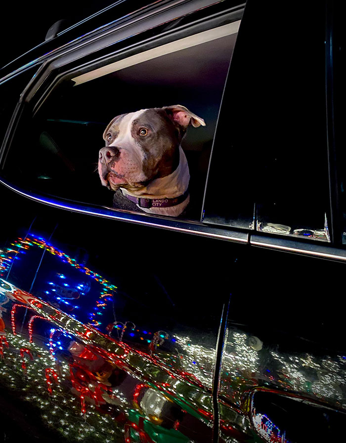 My Wife And I Don't Have Kids Yet, So We Take Our Dog Out To Look At The Christmas Lights. He Absolutely Loves It