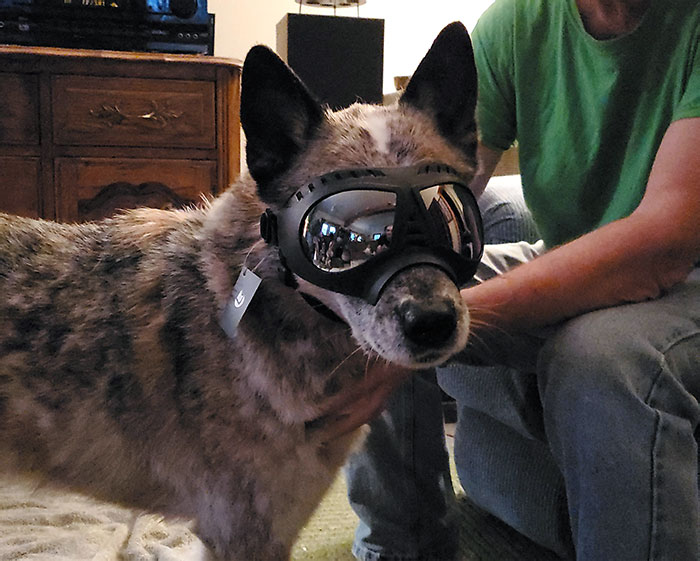 Mi perro odia que le entre lluvia o viento en los ojos, así que mi padre le regaló unas gafas para cuando salgan de excursión