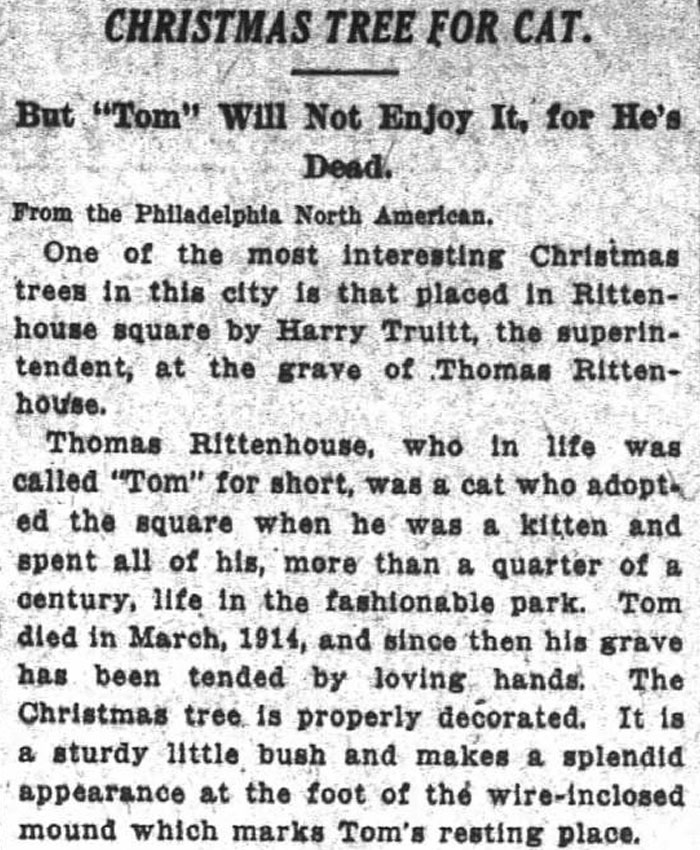 Feline Of The Week Is Thomas Rittenhouse, Who Got His Very Own Christmas Tree. And I Think Tom *did* Enjoy It. (Washington Post 1915)