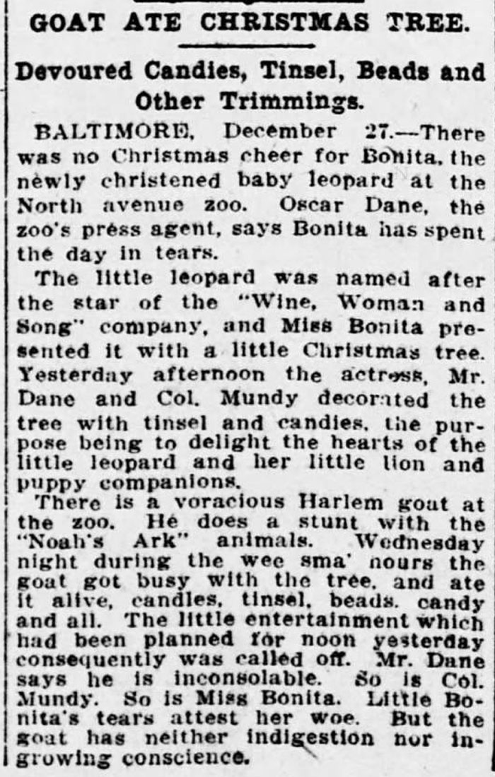 Meanwhile, In The World Of Christmas Goats... (Washington Star 1907)