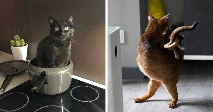 Defective Cat “What’s Wrong With Your Cat?”: 50 “Faulty” Cats That Can’t Stop ...
