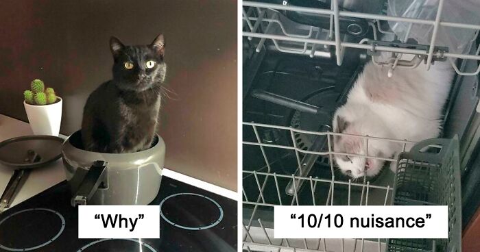 “What’s Wrong With Your Cat?”: 50 “Faulty” Cats That Can’t Stop ...