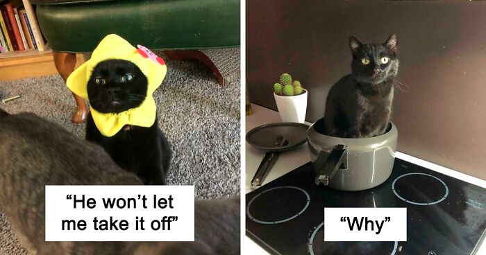 “What’s Wrong With Your Cat?”: 50 “Faulty” Cats That Can’t Stop ...