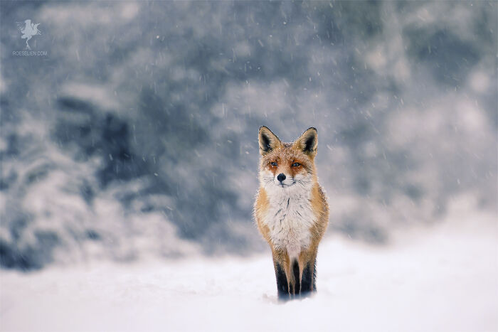 Red Fox And Heavy Snow Fall