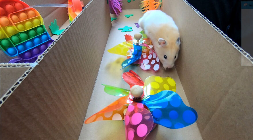 I Made A Prison Maze From Pop-It Toys For My Hamster To Escape I Made A Prison Maze From Pop-It Toys For My Hamster To Escape