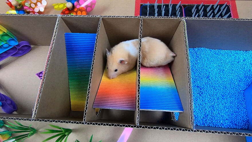 I Made A Prison Maze From Pop-It Toys For My Hamster To Escape I Made A Prison Maze From Pop-It Toys For My Hamster To Escape