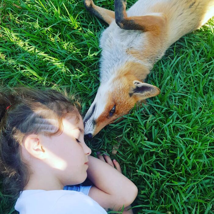 A Family-Run Farm Adopted A Rescue Fox That Has Formed An Inseparable Bond With An 11-Year-Old Girl