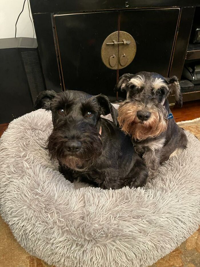 Rescued Ella (On The Left) Just Joined Her Rescued Brother Nik. Week 2 And They Are Inseparable!