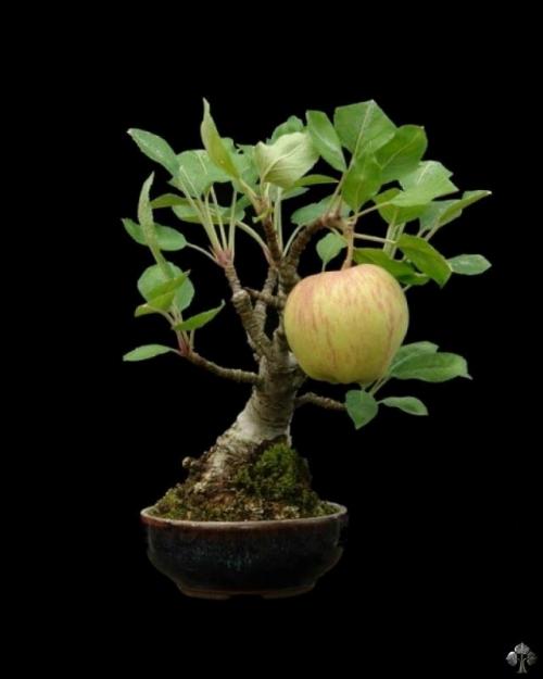 07-apple-bonsai-63d2b79f6eb3b.jpg