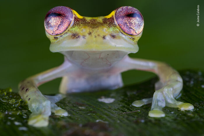 "The Frog With The Ruby Eyes" By Jaime Culebras