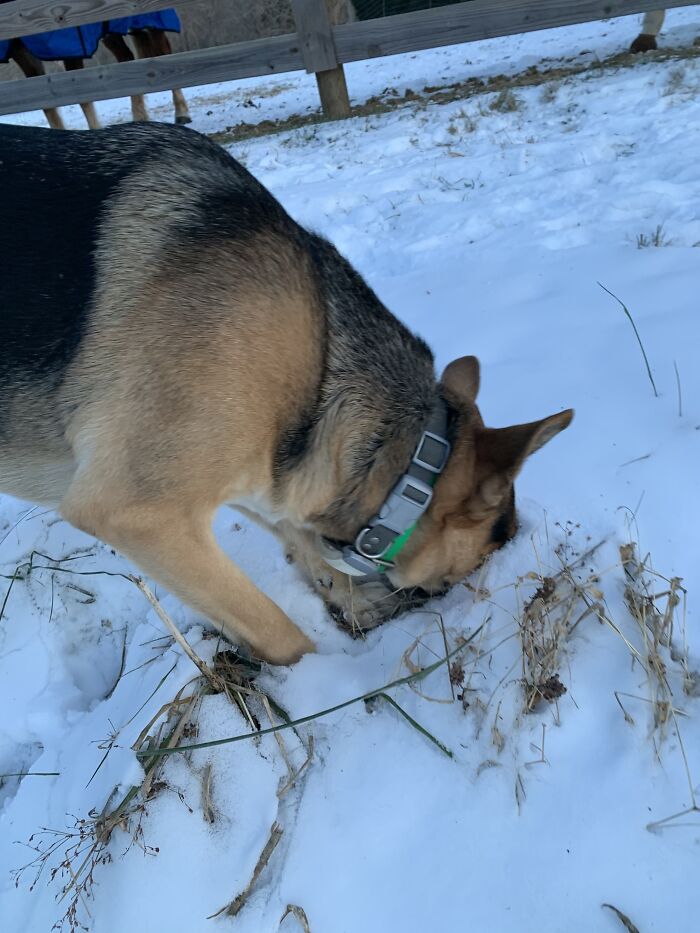 Leo Trying To Eat The Snow