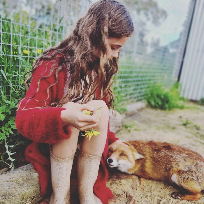 A Family-Run Farm Adopted A Rescue Fox That Has Formed An Inseparable Bond With An 11-Year-Old Girl