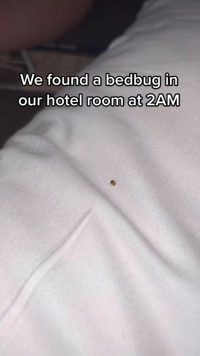 Woman Documents Hotel’s Brilliant Response After Finding A Single Bedbug In A Room Woman Documents Hotel’s Brilliant Response After Finding A Single Bedbug In A Room