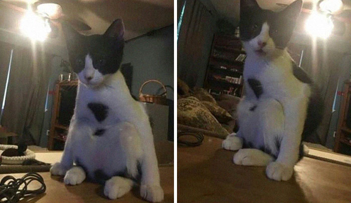 My Cat Keeps Sitting Like This And It Makes Me So Uncomfortable