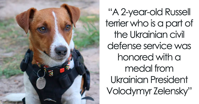 10 Inspiring Stories Of Pets Who Became Heroes Of 2022